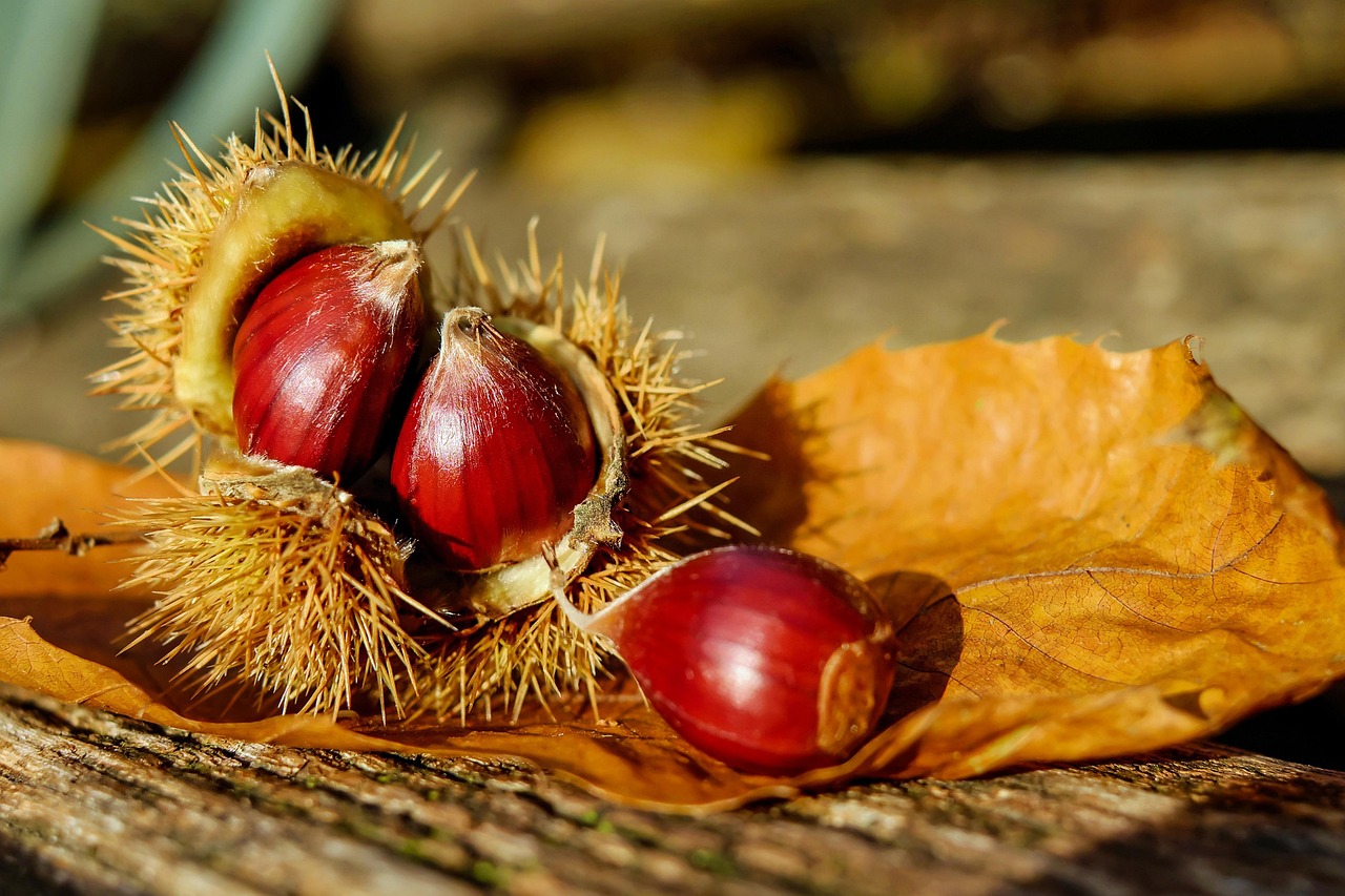 From Forest Floor to Feast: Foraging & Roasting Chestnuts in the UK 