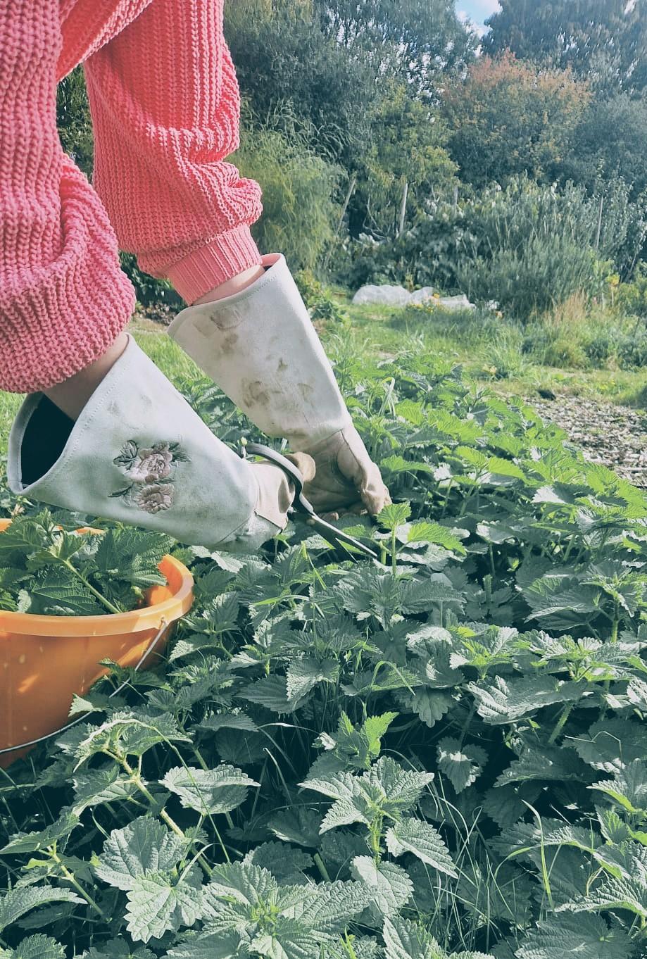 Foraging Stinging Nettles: How to Make Wild Nettle Pesto (Nesto)